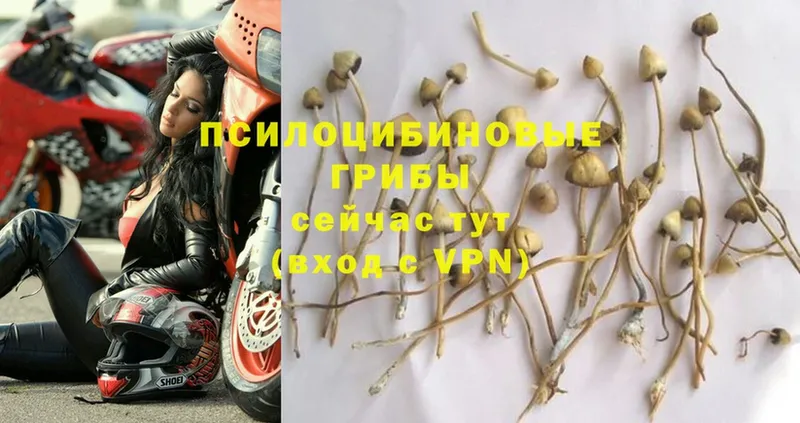 Галлюциногенные грибы Psilocybe  мориарти клад  Кувандык 